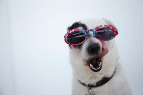 Dog wearing sunglasses