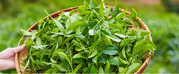 A hand holding a basket full of freshly picked green leaves.