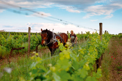 Michael Gindl in vines with horse
