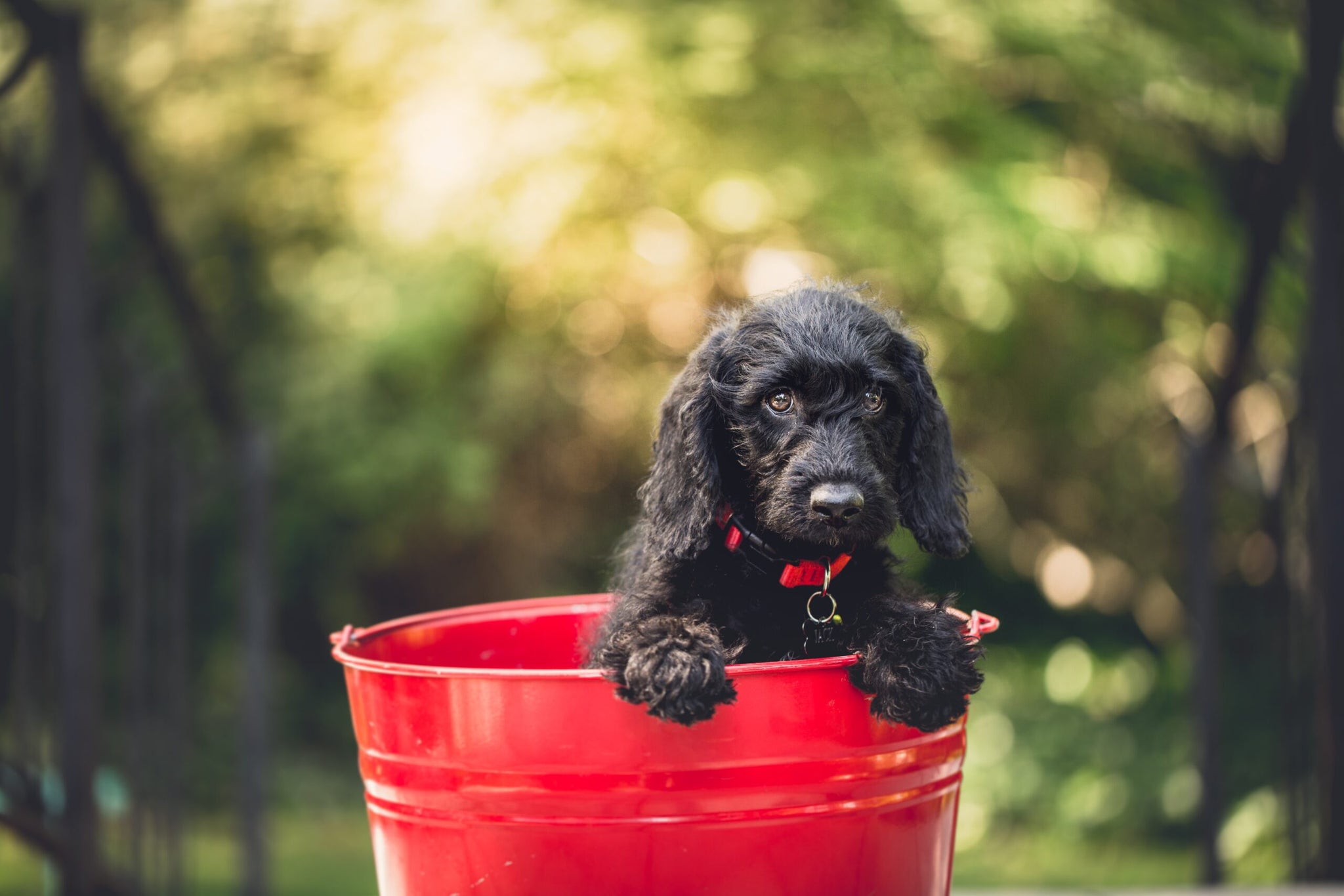 Chiot qui prend un bain dans un sceau rouge