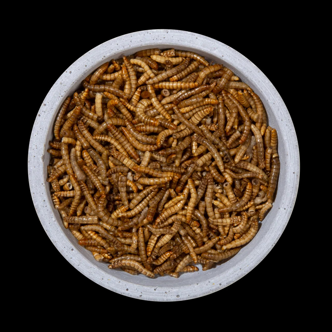 Mehlwürmer Natur