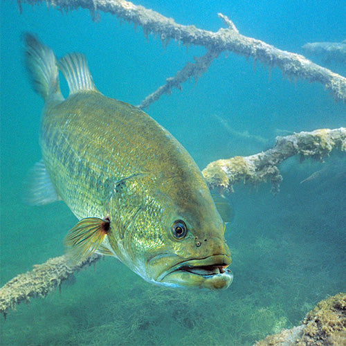 Largemouth bass en suspension dans les structures