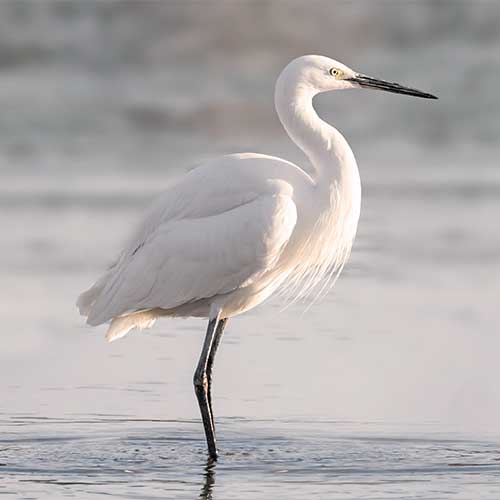 Skipjack 90 kayaks are great for bird watching