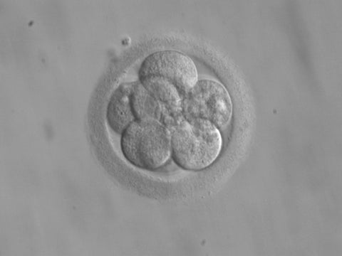 An 8-cell embryo, a couple of days after pregnancy begins