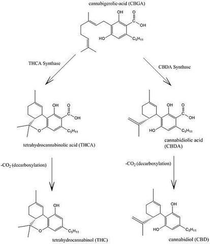 CBD-a Cannabidiolic acid