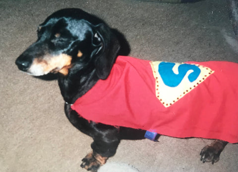 Zoe Superdog wearing a handmade cape