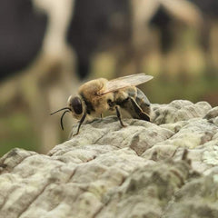 Settlers Honey Limited - Drone Bee