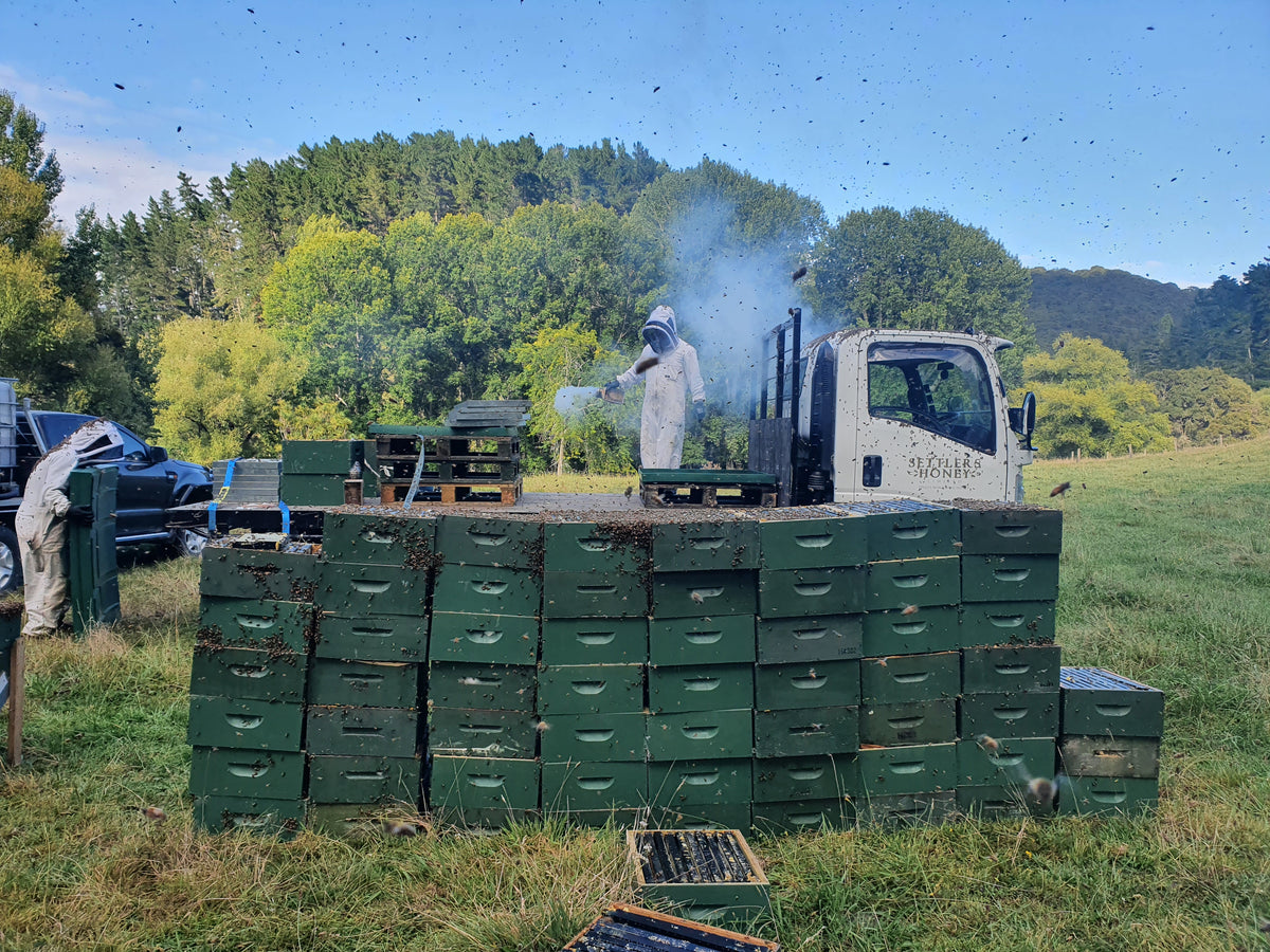 Settlers Honey Beehives amongst Manuka Clad Hills in back country New Zealand