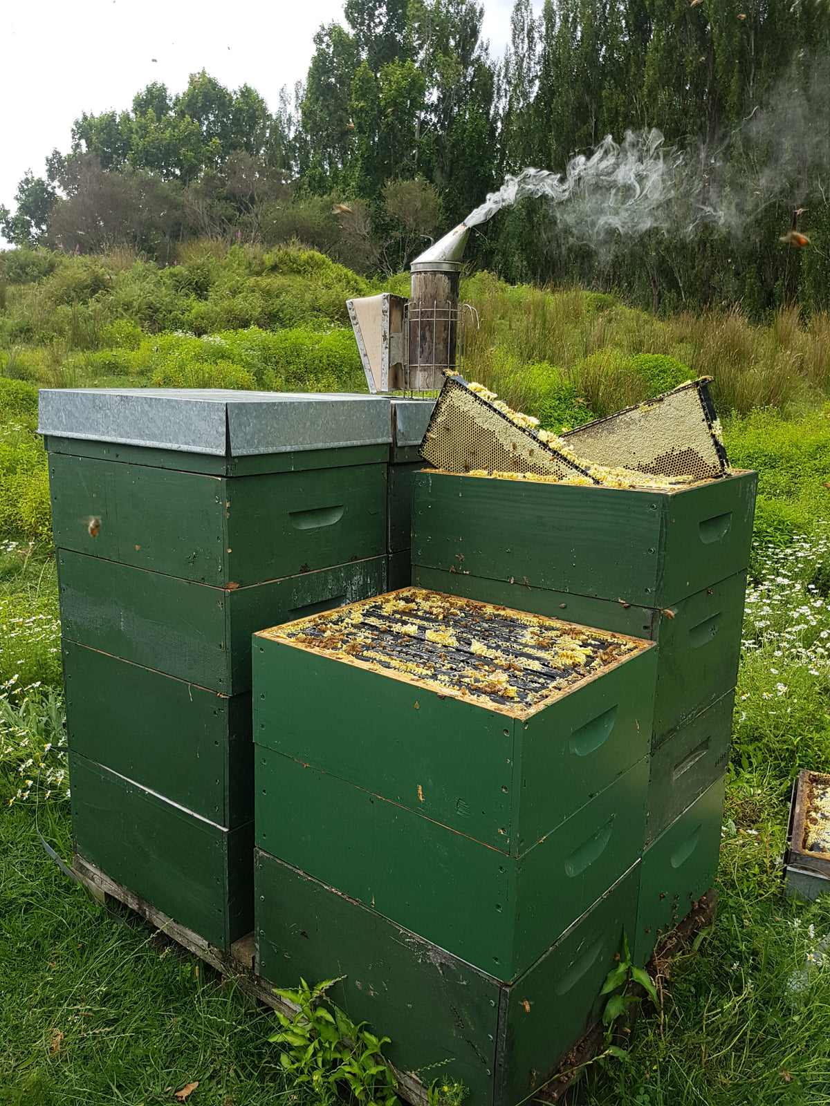 Settlers Honey Beehives amongst Manuka Clad Hills in back country New Zealand