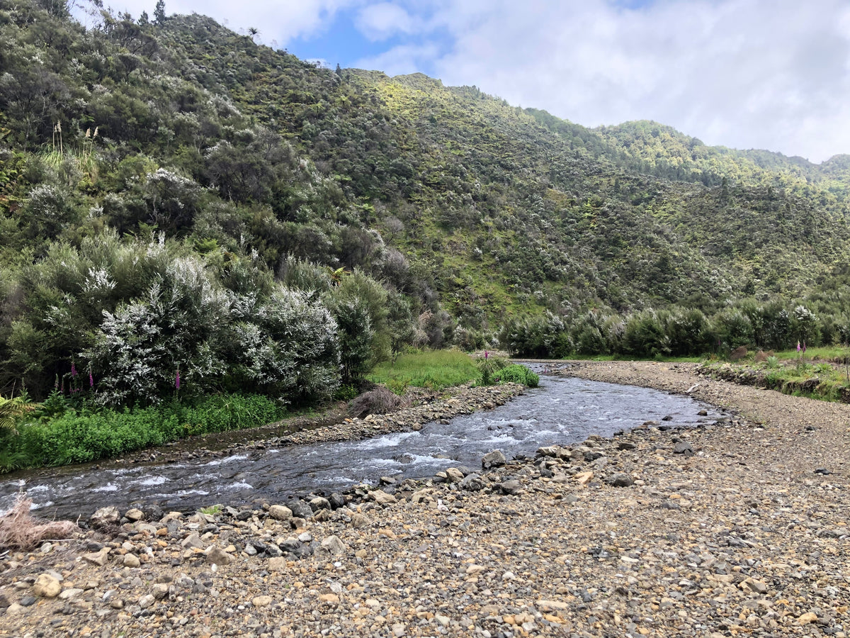 Settlers Honey Beehives amongst Manuka Clad Hills in back country New Zealand