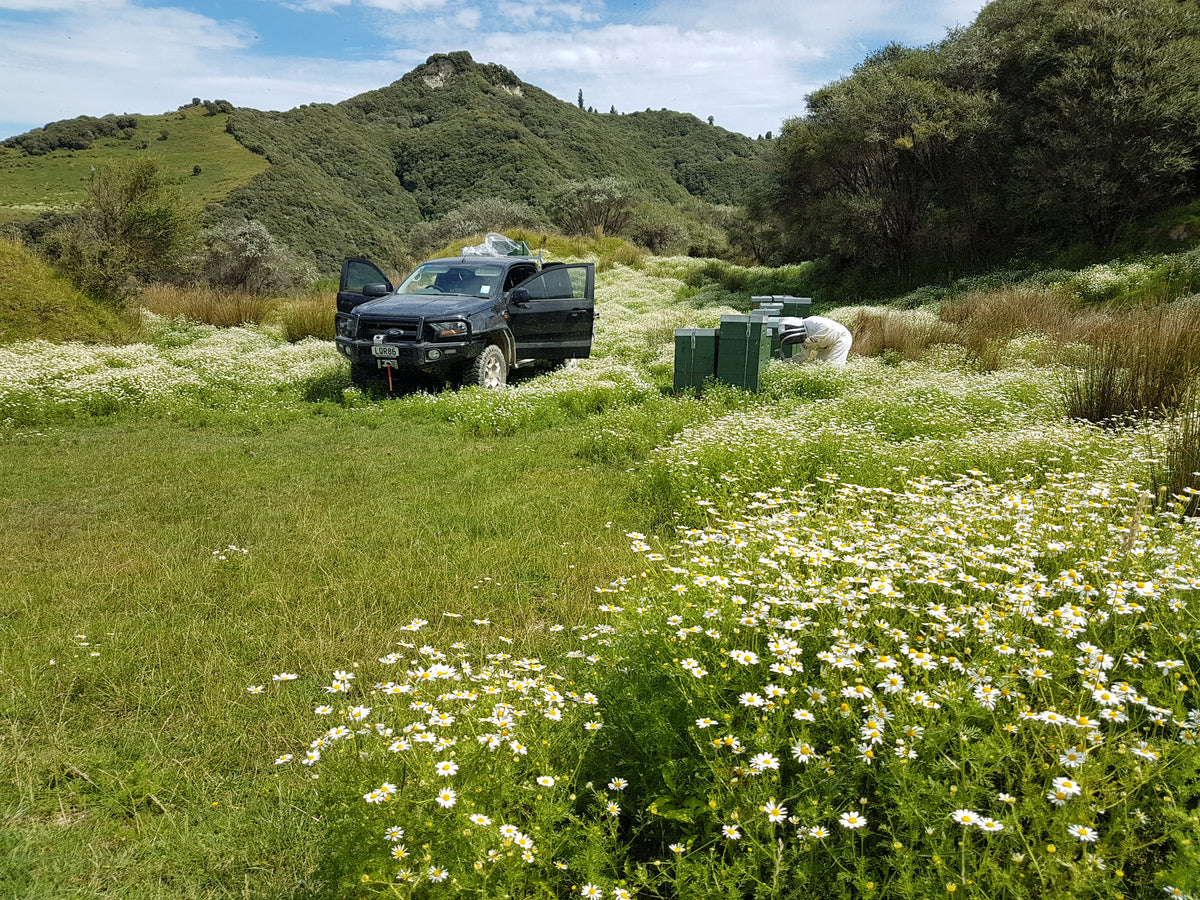 Settlers Honey Beehives amongst Manuka Clad Hills in back country New Zealand