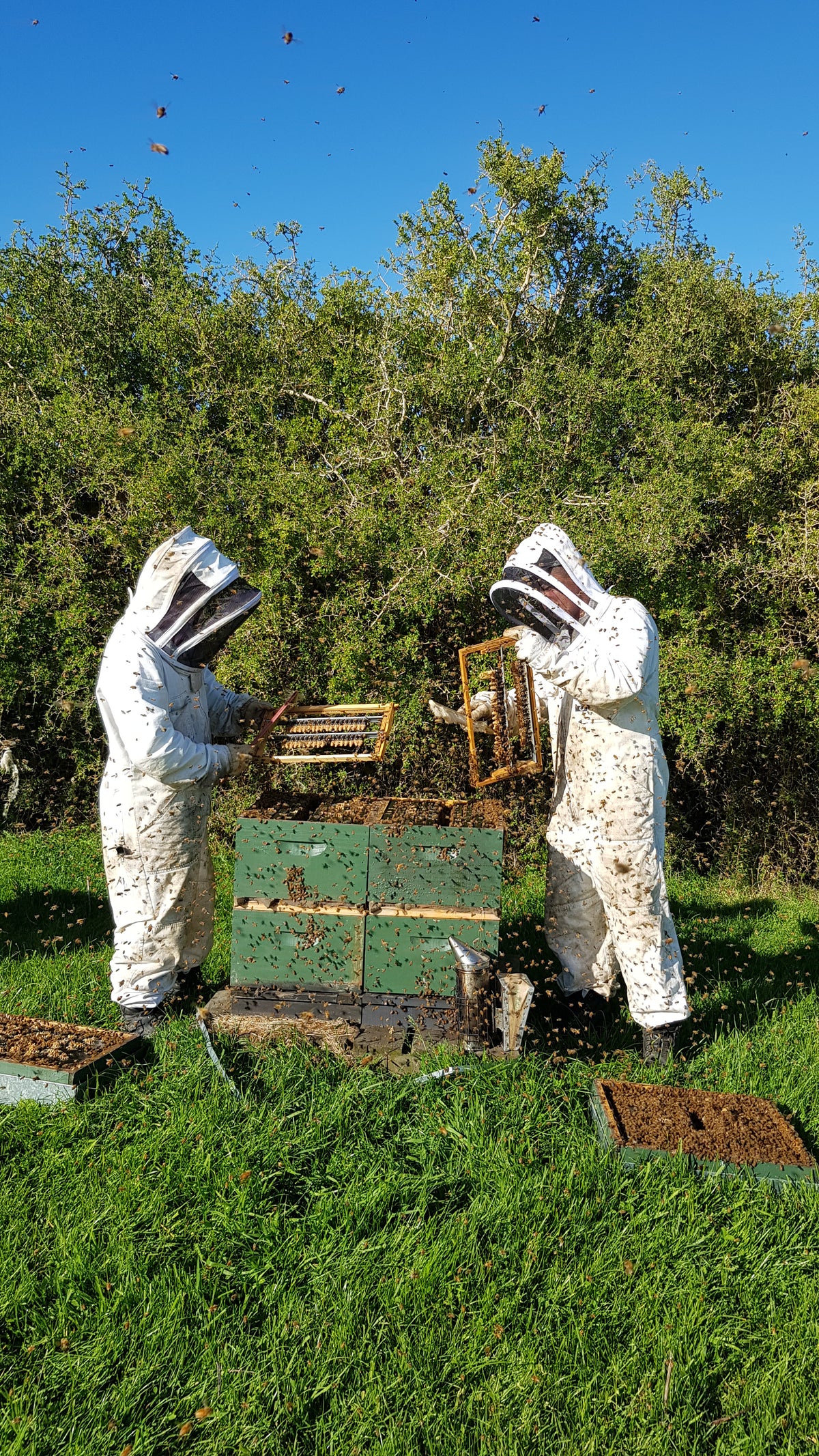 Settlers Honey Beekeepers at work rearing queen bees