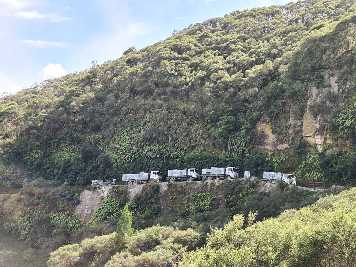 Settlers Honey Beehives amongst Manuka Clad Hills in back country New Zealand