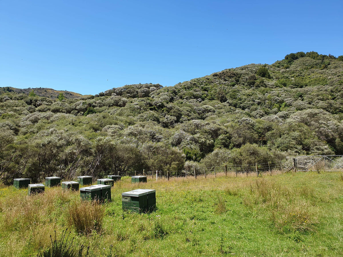 Settlers Honey Beehives amongst Manuka Clad Hills in back country New Zealand