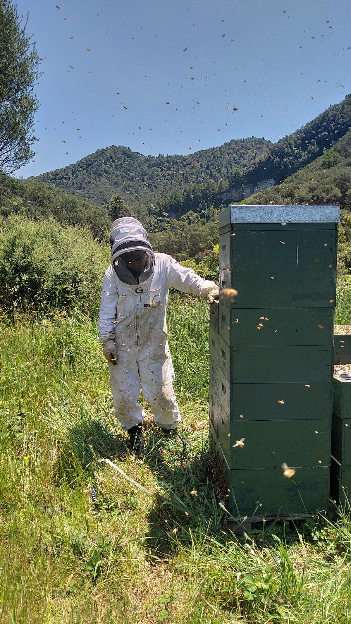 Settlers Honey Beekeepers at work tending to our bees