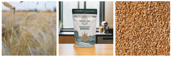 Bag of Chisholm Trail Farm's Einkorn Wheat Berries