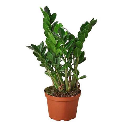 ZZ Plant Low Maintenance Houseplants for Busy Individuals