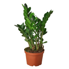 ZZ Plant beginner-friendly houseplants for brown thumbs