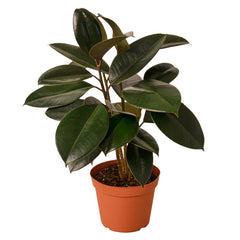 Rubber Tree beginner-friendly houseplants for brown thumbs
