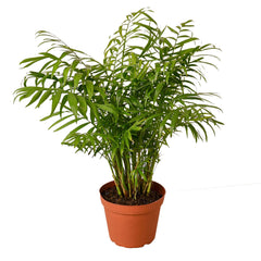 Palor Palm beginner-friendly houseplants for brown thumbs