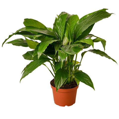 Peace Lily Houseplant for Air Purification In Your Home