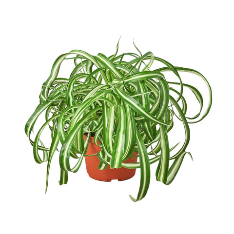 Spider Plant Houseplant for Air Purification