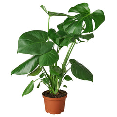 Philodendron Monstera beginner-friendly houseplants for brown thumbs