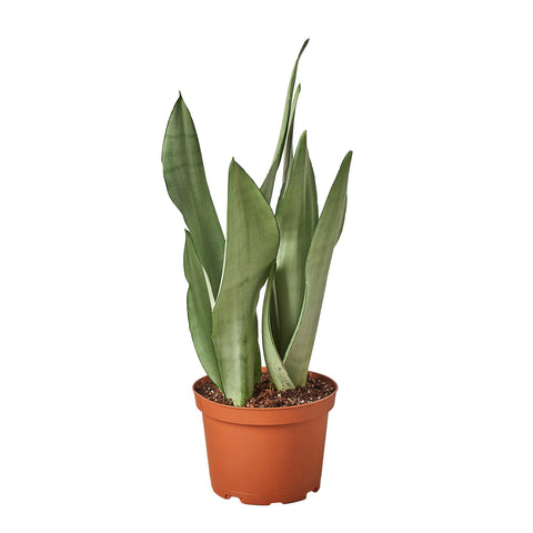 Snake plant Low Maintenance Houseplants for Busy Individuals