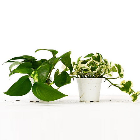 Pothos Low Maintenance Houseplants for Busy Individuals