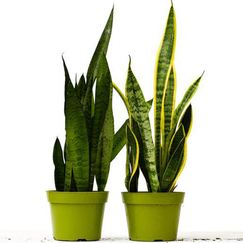 Snake plant houseplants for air purifying