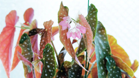 How to care for Begonia Housplants