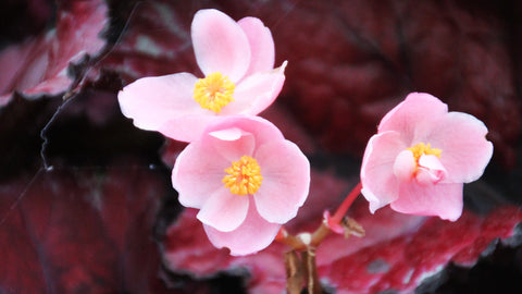How to care for Begonia Houseplants
