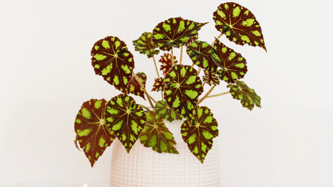 How to care for Begonia Houseplants