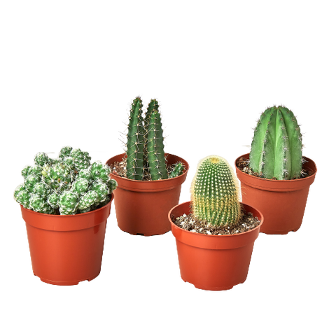 Cacti Low Maintenance Houseplants for Busy Individuals