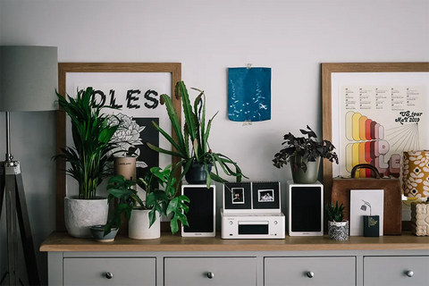 How music can improve your houseplants' well-being