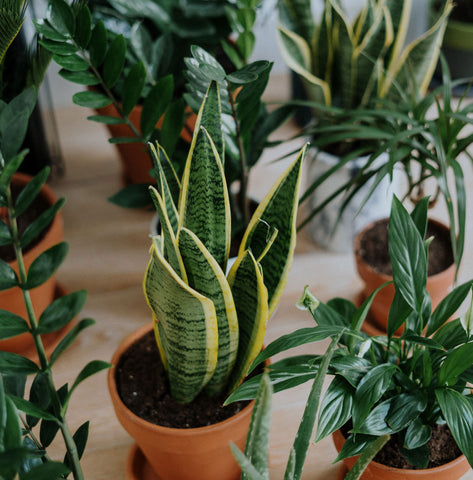 Houseplants increase humidity in your home