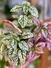 Rooted Healing Plants In-Store Pickup