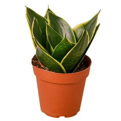 Snake plant beginner-friendly houseplants for brown thumbs