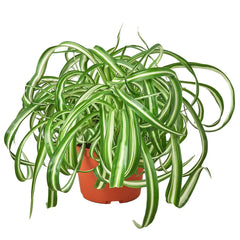 Spider plant beginner-friendly houseplants for brown thumbs