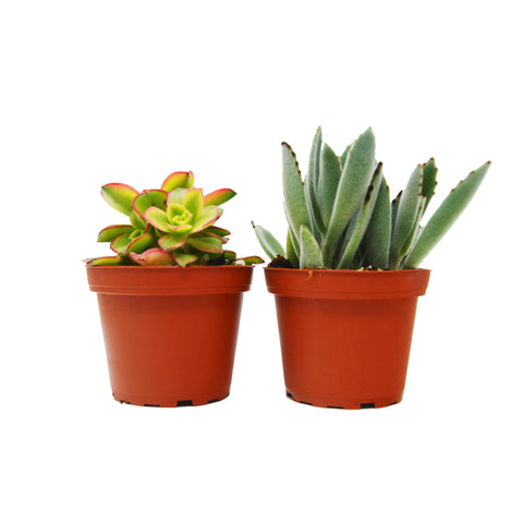 Succulent Low Maintenance Houseplants for Busy Individuals