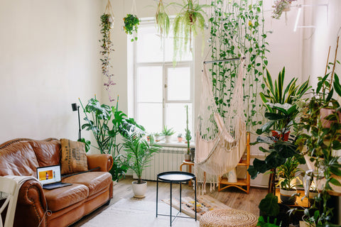The benefits of having air-purifying plants in your home