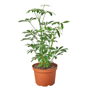 Schefflera Umbrella Arboricola Houseplant