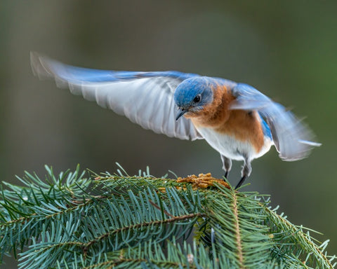 bluebird feeders