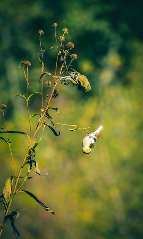American goldfinch upside down on a plant
