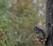 Load image into Gallery viewer, Picnic Table Squirrel Feeder
