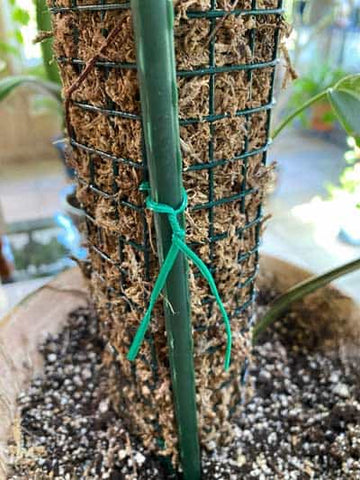 A Guide to Using a Moss Pole for Your Houseplants – PEACHI PLANTS