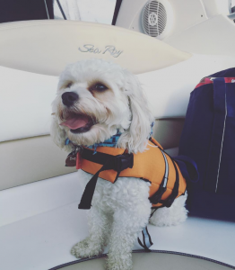 Chien sur un bateau avec un gilet de sauvetage