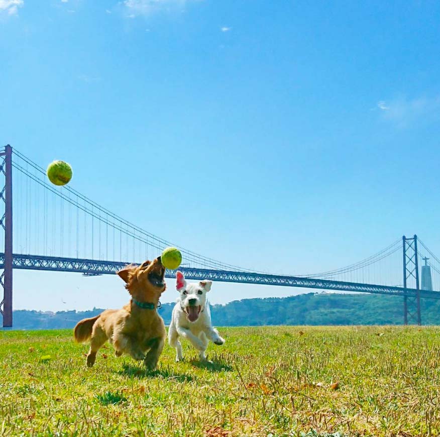 Django and Chloe chasing tennis balls