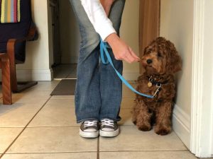 Avec un entraînement constant, votre chien peut apprendre à saluer correctement les gens et les autres chiens.