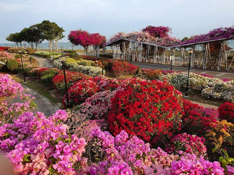 Bougainvillea Garden foliage. Photo by Jovis Tan.